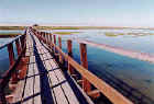 click to visit the Ria Formosa project homepage